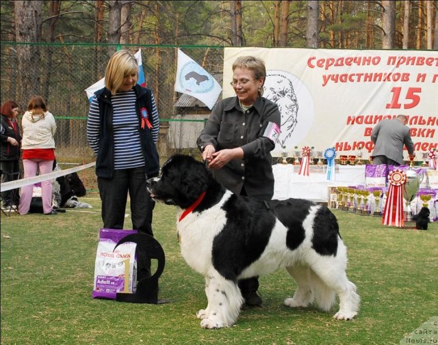 Фото: ньюфаундленд Mag Ispolin Infanta (Маг Исполин Инфанта)