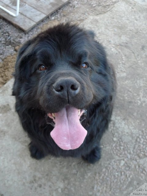 Фото: ньюфаундленд Plushevaya Panda Vikar (Плюшевая Панда Викар)