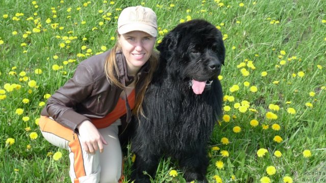 Фото: ньюфаундленд Plushevaya Panda Vikar (Плюшевая Панда Викар), Dar'ya Kramareva (Дарья Крамарева)