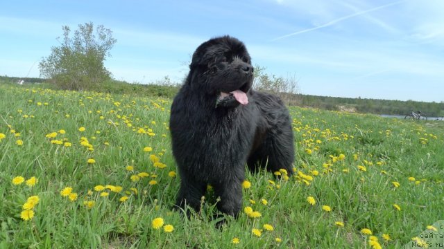 Фото: ньюфаундленд Plushevaya Panda Vikar (Плюшевая Панда Викар)