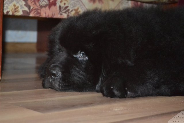 Фото: ньюфаундленд Beguschaya po Volnam Zero Kool (Бегущая по Волнам Зеро Коол)