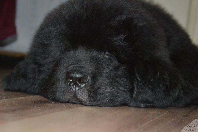 Фото: ньюфаундленд Beguschaya po Volnam Zero Kool (Бегущая по Волнам Зеро Коол)