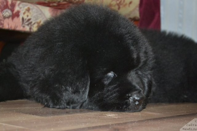 Фото: ньюфаундленд Beguschaya po Volnam Zero Kool (Бегущая по Волнам Зеро Коол)