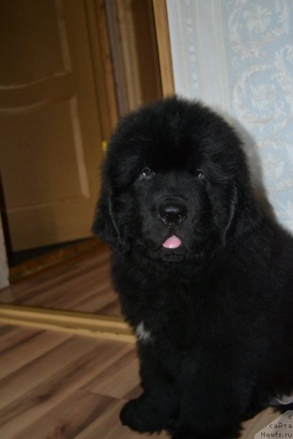 Фото: ньюфаундленд Beguschaya po Volnam Zero Kool (Бегущая по Волнам Зеро Коол)