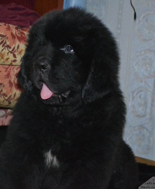 Фото: ньюфаундленд Beguschaya po Volnam Zero Kool (Бегущая по Волнам Зеро Коол)