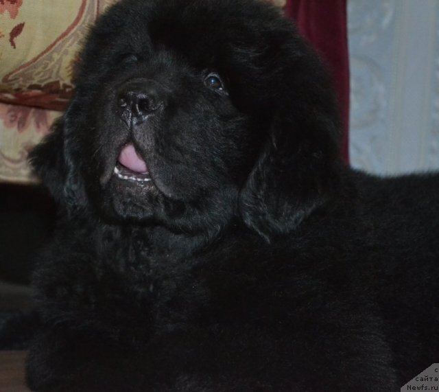 Фото: ньюфаундленд Beguschaya po Volnam Zero Kool (Бегущая по Волнам Зеро Коол)