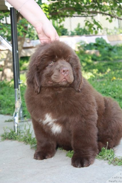 Фото: ньюфаундленд Aquatoriya Kelvin Riverdance (Акватория Келвин Риверданс)