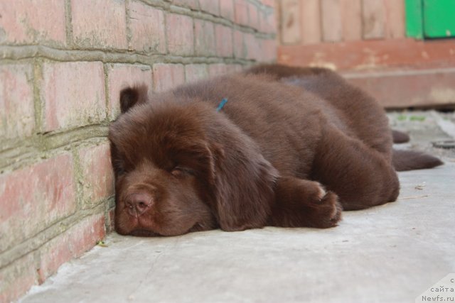 Фото: ньюфаундленд Aquatoriya Kelvin Royal Teddy Bear (Акватория Келвин Ройал Тедди Беар)