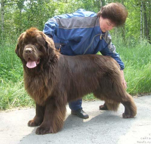 Фото: ньюфаундленд Newf Mermaid Denver