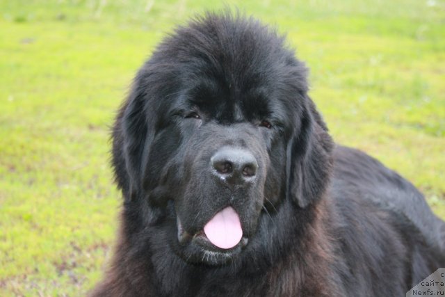 Фото: ньюфаундленд Super Premium Jani Monik (Супер Премиум Жани Моник)