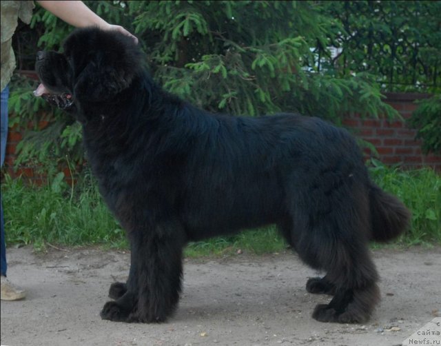 Фото: ньюфаундленд Kloofbears My Dream for Sent Djons