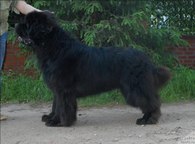 Фото: ньюфаундленд Kloofbears My Dream for Sent Djons