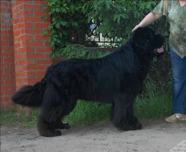 Фото: ньюфаундленд Kloofbears My Dream for Sent Djons