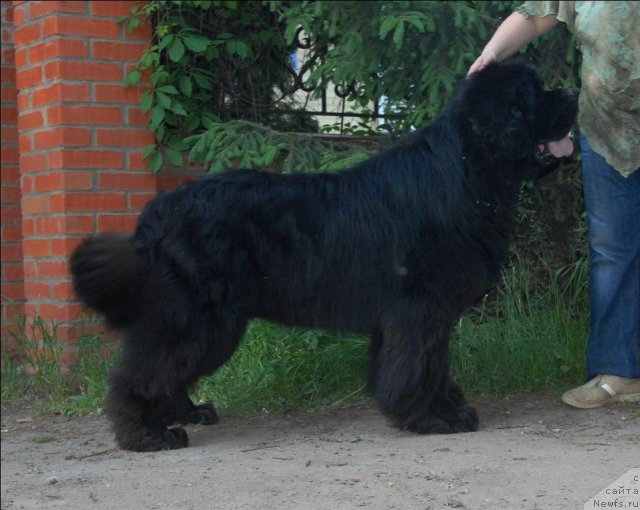 Фото: ньюфаундленд Kloofbears My Dream for Sent Djons