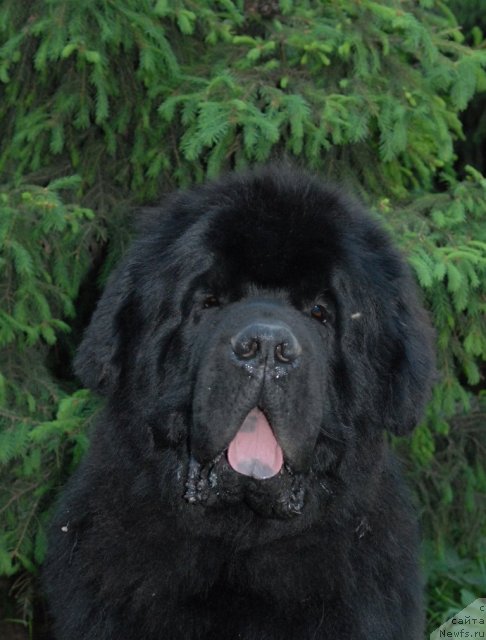 Фото: ньюфаундленд Kloofbears My Dream for Sent Djons