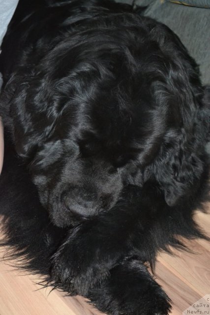 Фото: ньюфаундленд Gloriya Grand Blek (Глория Гранд Блек)