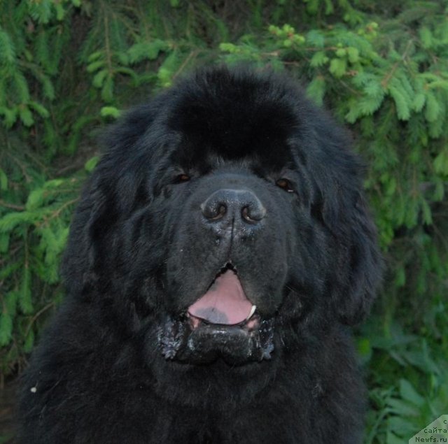 Фото: ньюфаундленд Kloofbears My Dream for Sent Djons