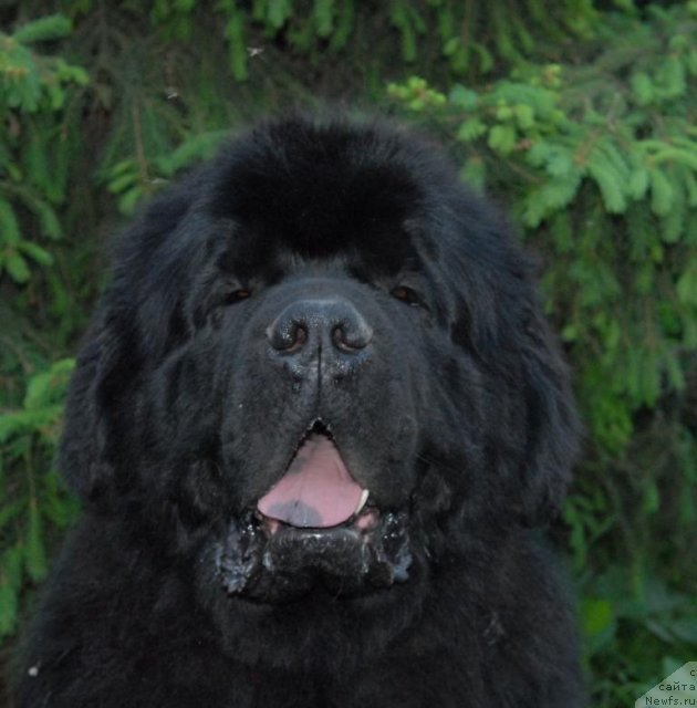 Фото: ньюфаундленд Kloofbears My Dream for Sent Djons