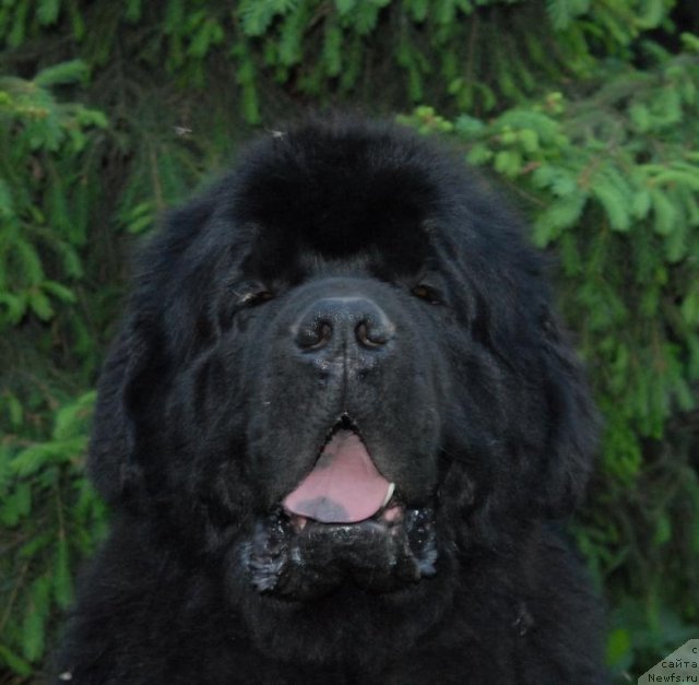 Фото: ньюфаундленд Kloofbears My Dream for Sent Djons