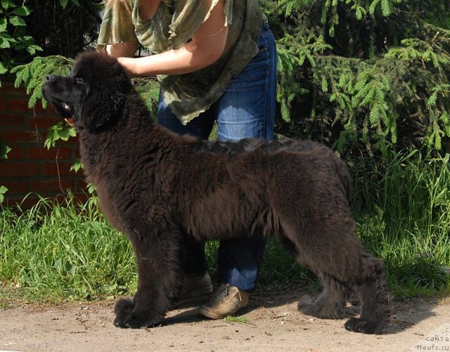Фото: ньюфаундленд Sent Djons Harebell (Сент Джонс Харебелл)