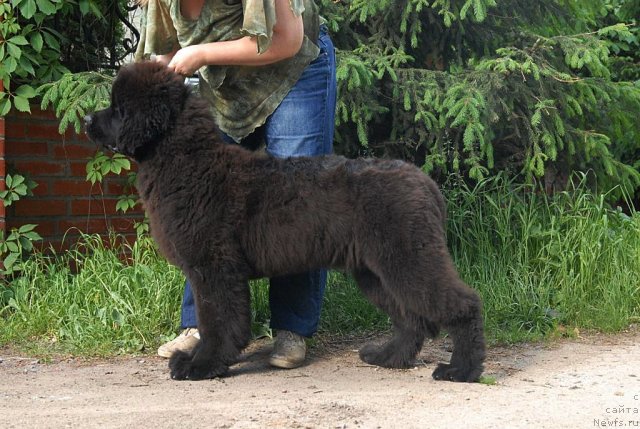 Фото: ньюфаундленд Sent Djons Harebell (Сент Джонс Харебелл)