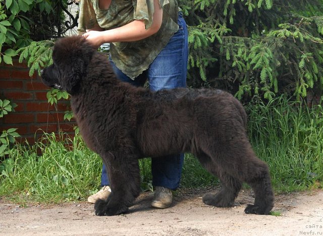 Фото: ньюфаундленд Sent Djons Harebell (Сент Джонс Харебелл)