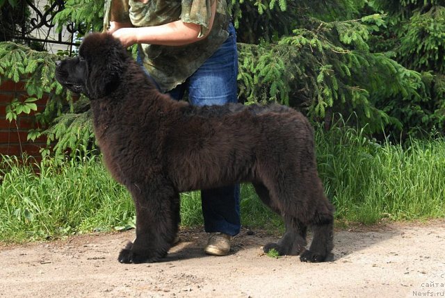Фото: ньюфаундленд Sent Djons Harebell (Сент Джонс Харебелл)