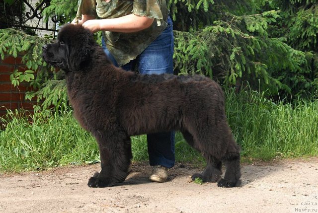 Фото: ньюфаундленд Sent Djons Harebell (Сент Джонс Харебелл)