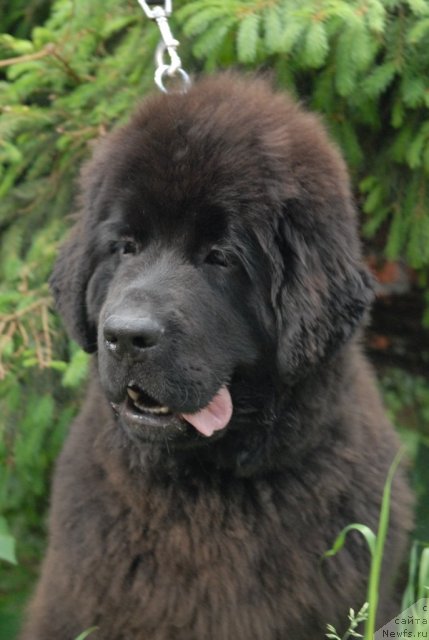 Фото: ньюфаундленд Sent Djons Harebell (Сент Джонс Харебелл)