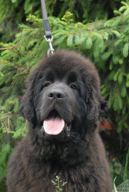 Фото: ньюфаундленд Sent Djons Harebell (Сент Джонс Харебелл)