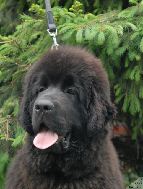 Фото: ньюфаундленд Sent Djons Harebell (Сент Джонс Харебелл)