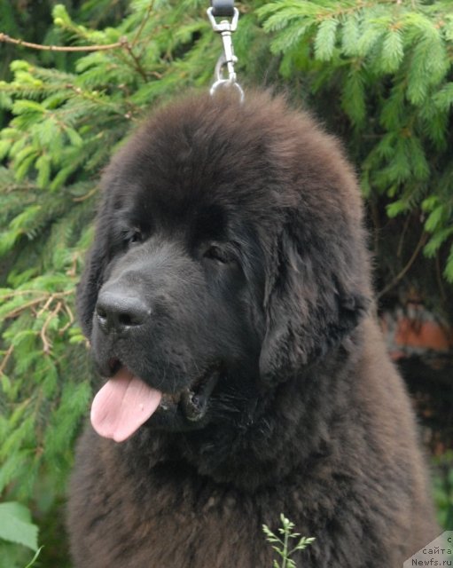 Фотография № 68932