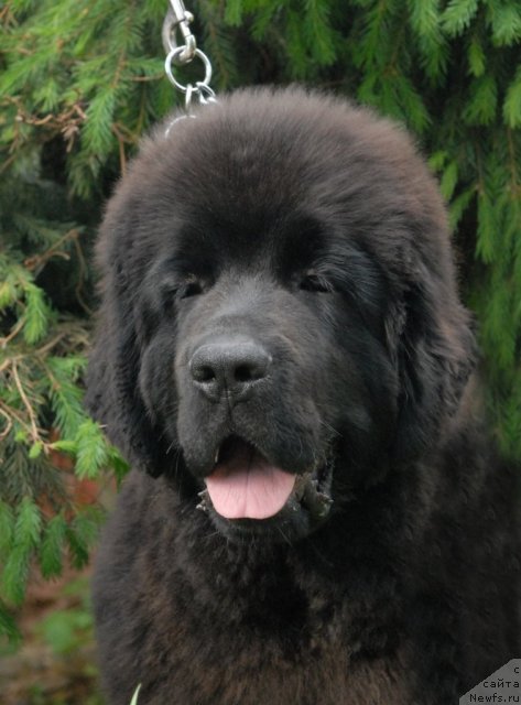 Фото: ньюфаундленд Sent Djons Harebell (Сент Джонс Харебелл)