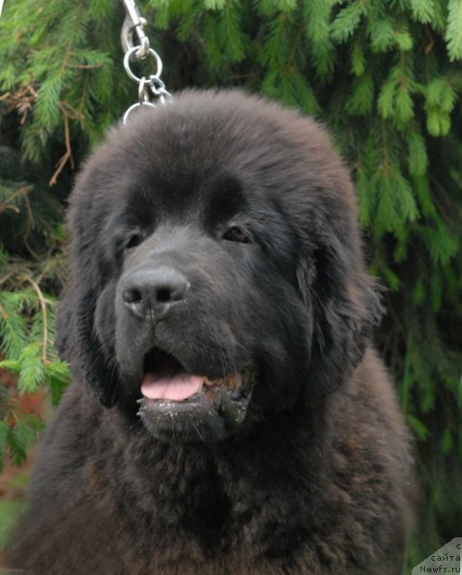 Фото: ньюфаундленд Sent Djons Harebell (Сент Джонс Харебелл)