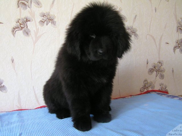 Фото: ньюфаундленд Oreana ot Laskovogo Del'fina (Ореана от Ласкового Дельфина)