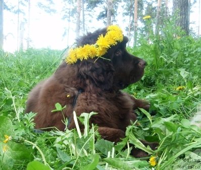 Фото: щенок, ньюфаундленд Veneciya iz Carstva Medvedey v Obush SHed (Венеция из Царства Медведей в Обуш Шед)