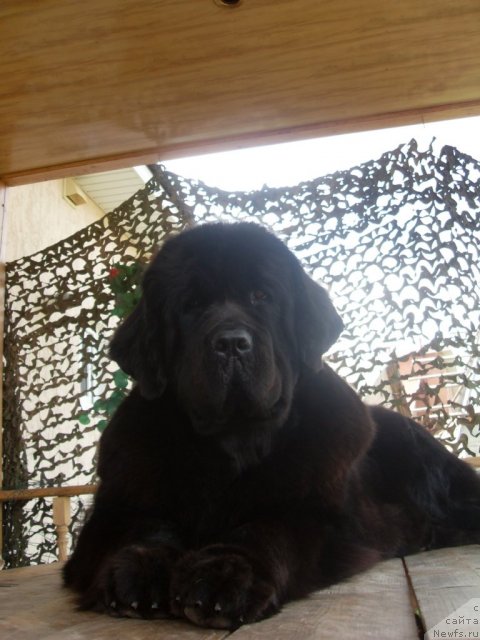 Фото: ньюфаундленд CHara Blyek Kvyest Morskoy Medved' (Чара Блэк Квэст Морской Медведь)