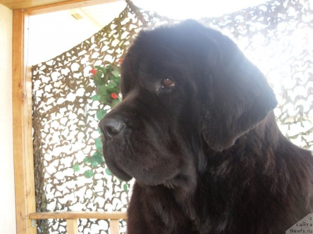 Фото: ньюфаундленд CHara Blyek Kvyest Morskoy Medved' (Чара Блэк Квэст Морской Медведь)