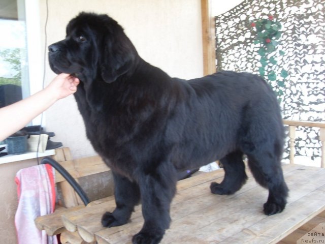 Фото: ньюфаундленд CHara Blyek Kvyest Morskoy Medved' (Чара Блэк Квэст Морской Медведь)