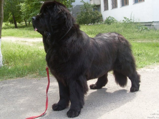 Фото: ньюфаундленд CHara Blyek Kvyest Morskoy Medved' (Чара Блэк Квэст Морской Медведь)