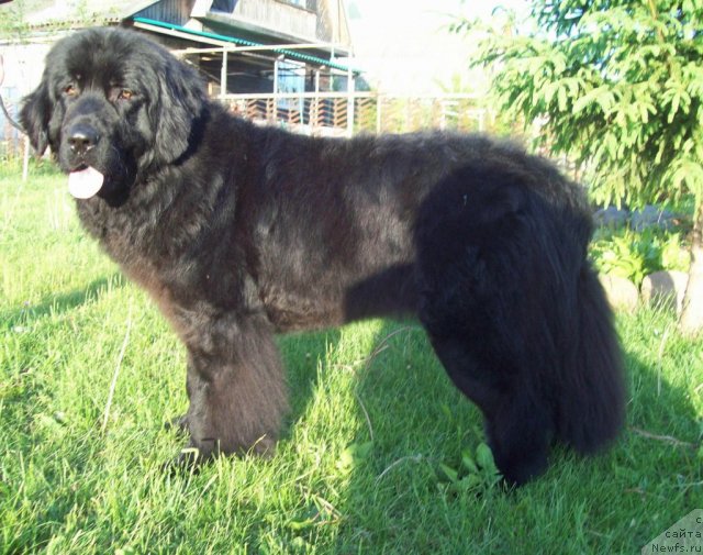 Фото: ньюфаундленд Laskovyiy Mishka (Ласковый Мишка)