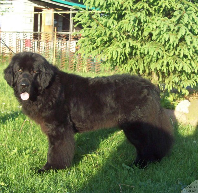Фото: ньюфаундленд Laskovyiy Mishka (Ласковый Мишка)