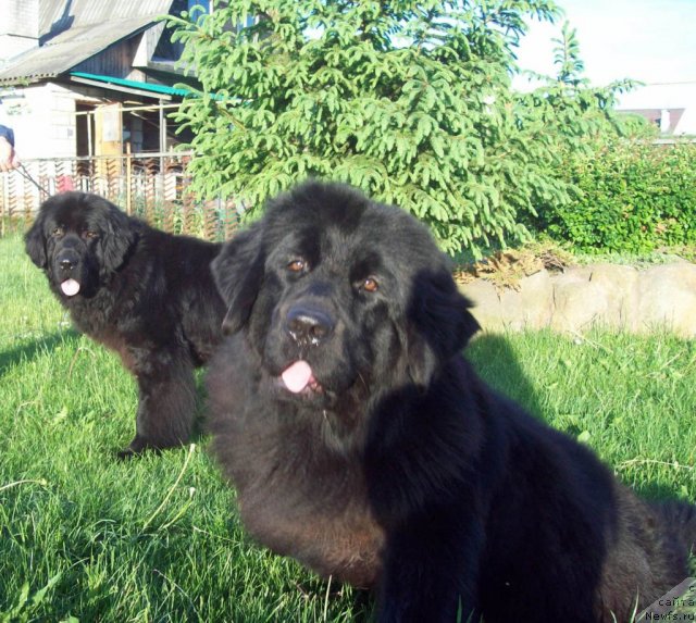 Фото: ньюфаундленд Laskovyiy Mishka (Ласковый Мишка), ньюфаундленд CHudnaya Krasavica (Чудная Красавица)