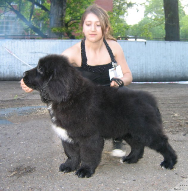 Фото: ньюфаундленд Ochi Jguchie Ochi CHernyie iz Tihogo Omuta (Очи Жгучие Очи Черные из Тихого Омута)