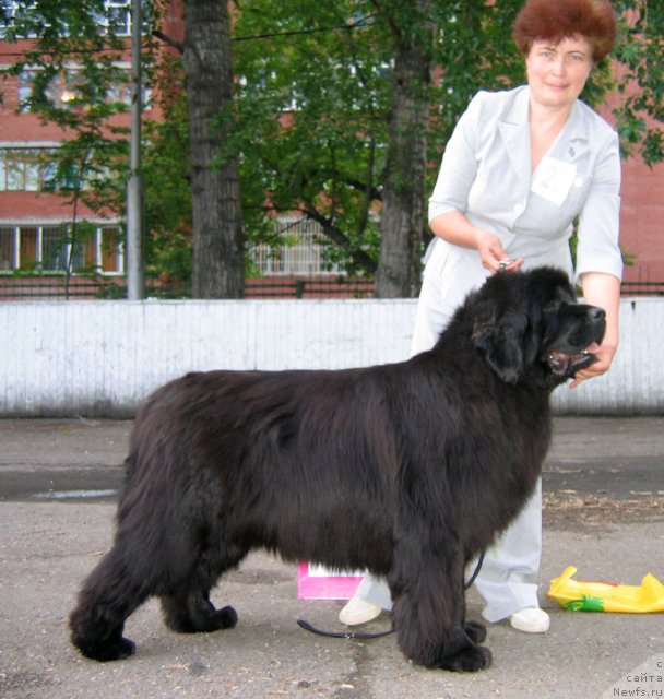 Фото: ньюфаундленд Empress Winner iz Medvejyego Yara (Емприсс Виннер из Медвежьего Яра)