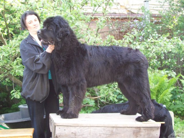 Фото: ньюфаундленд Funnewf Uletnaya Devchenka (Фанньюф Улетная Девчонка), Ol'ga Braslavskaya (Ольга Браславская)