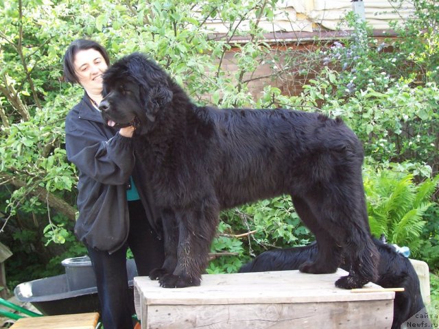 Фото: ньюфаундленд Funnewf Uletnaya Devchenka (Фанньюф Улетная Девчонка), Ol'ga Braslavskaya (Ольга Браславская)