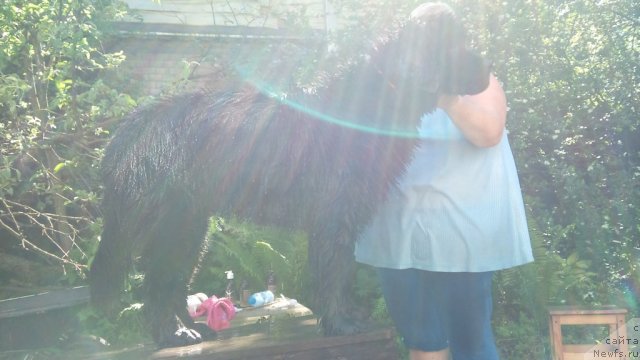 Фото: ньюфаундленд Funnewf Uletnaya Devchenka (Фанньюф Улетная Девчонка), Natal'ya Malinina (Наталья Малинина)