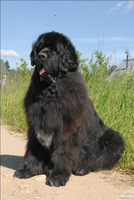 Фото: ньюфаундленд Sent Djons Oskar (Сент Джонс Оскар)