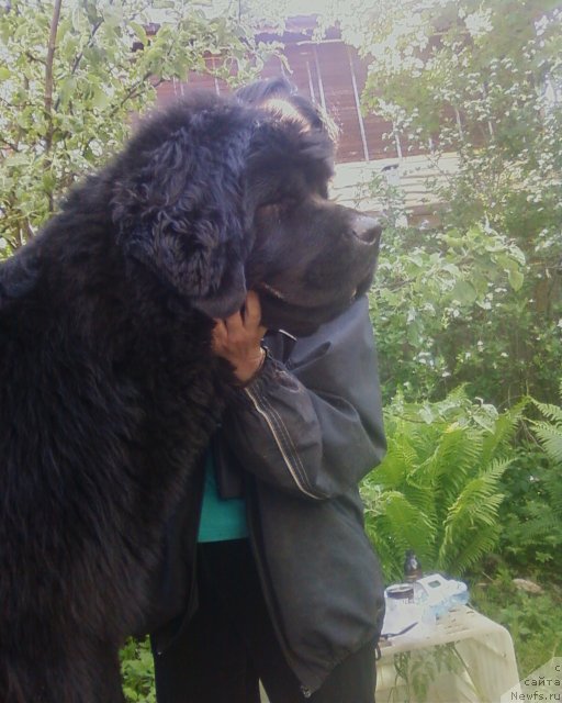 Фото: ньюфаундленд Funnewf Uletnaya Devchenka (Фанньюф Улетная Девчонка)